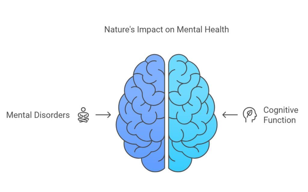 Nature’s Long-Term Benefits on Mental Disorders and Cognitive Function