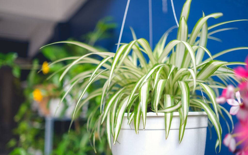 Discover the Benefits of Air-Purifying Plants in Offices for Wellness